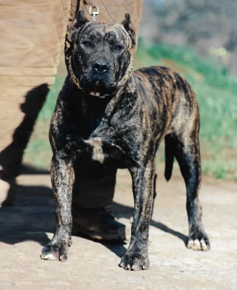 Perro de Presa Canario atigrado mirando a cámara